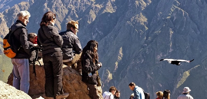 Condor Cañon del Colca